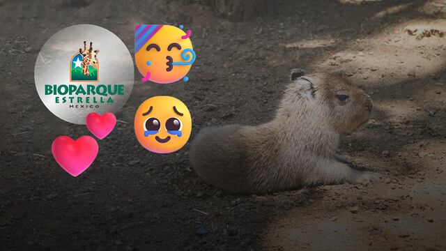 Un capibara bebé acaba de nacer en Bioparque Estrella Monterrey