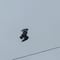 VIDEO: Pájaro suspendido en el aire revive teorías de la “simulación” en la que vivimos