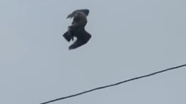 Pájaro suspendido revive teorías de la “simulación”