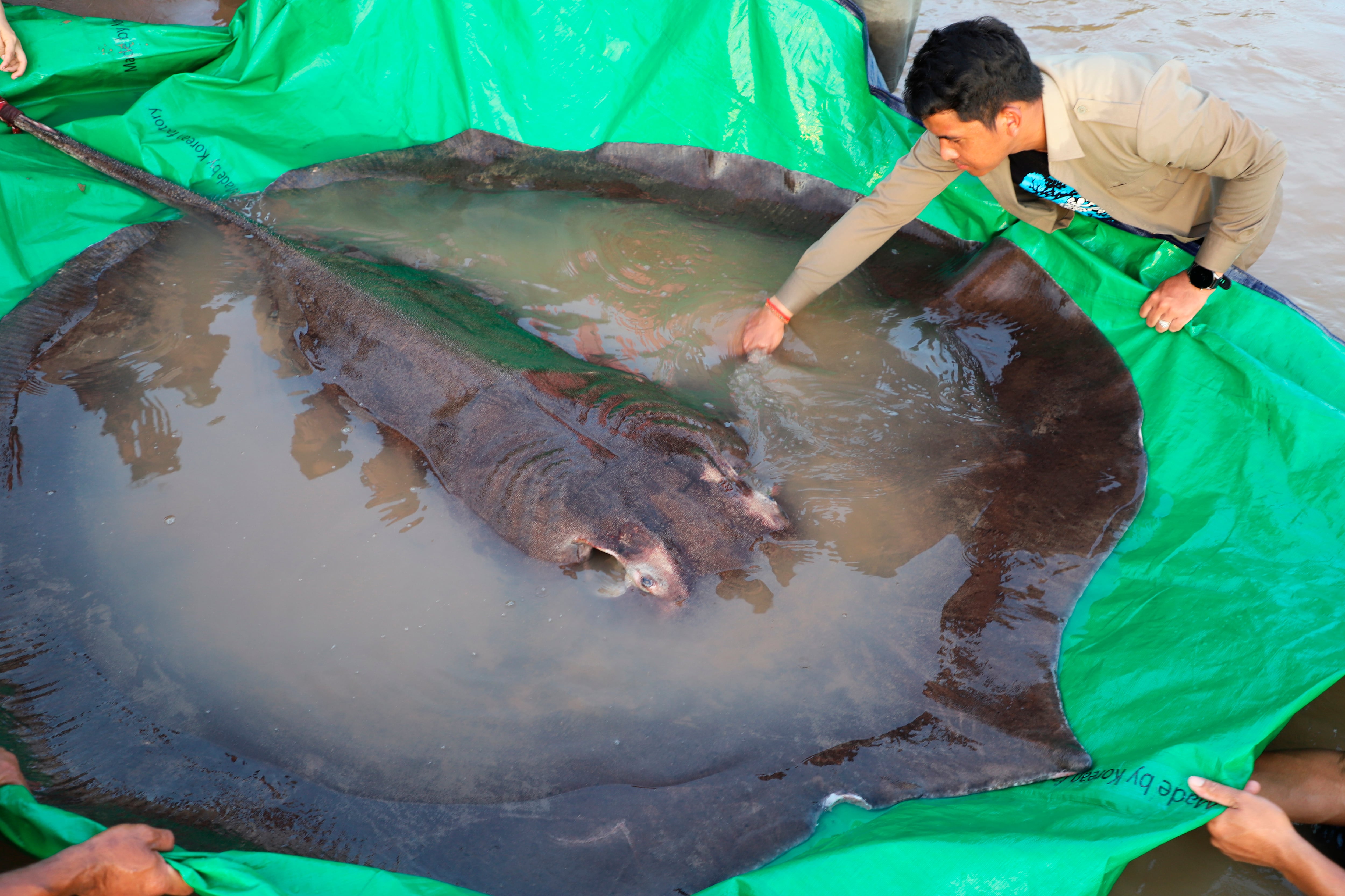 Pez de agua dulce más grande del mundo. (Chhut Chheana/Wonders of the Mekong via AP)
