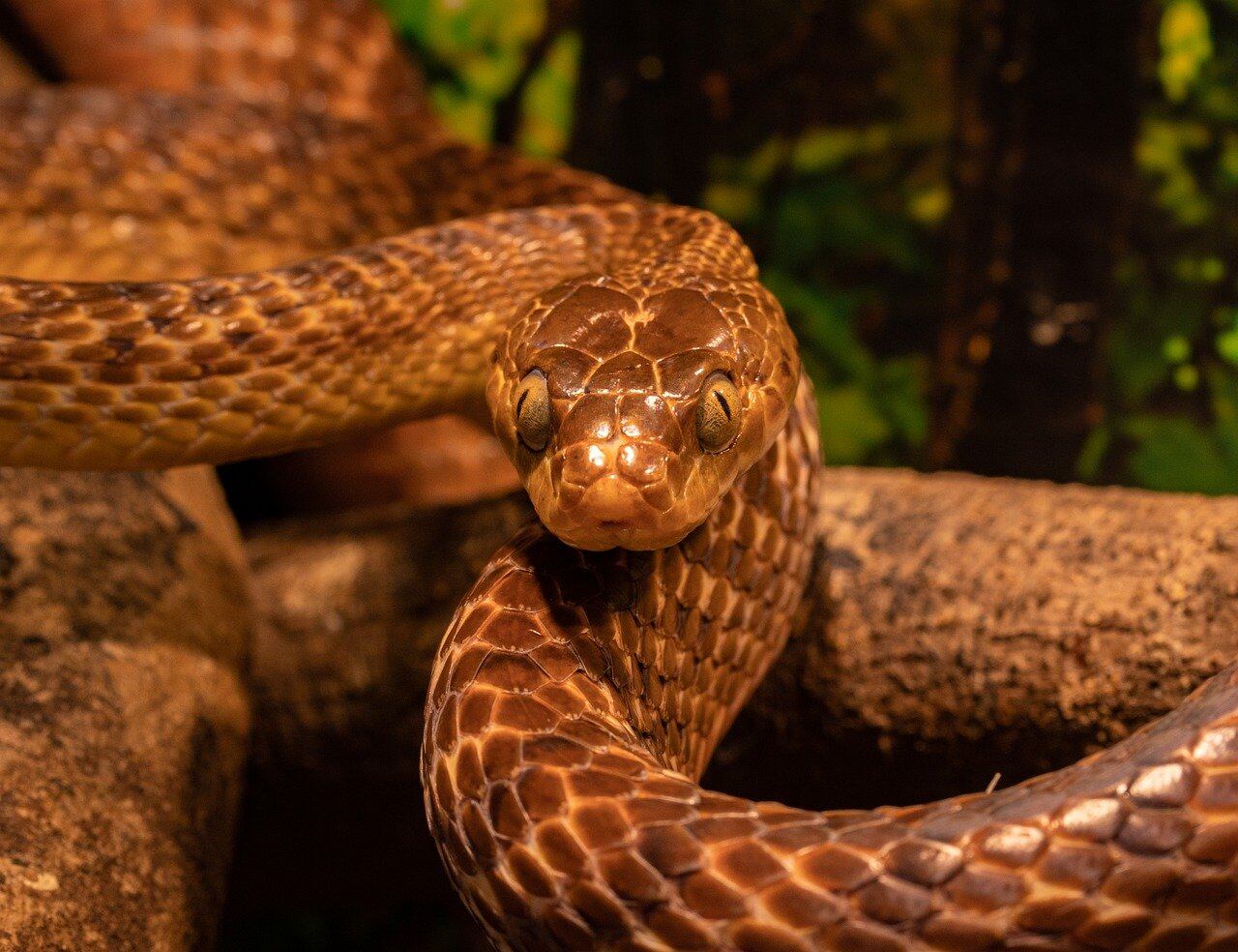 Dan agua a serpiente que sufría de las altas temperaturas en Yucatán