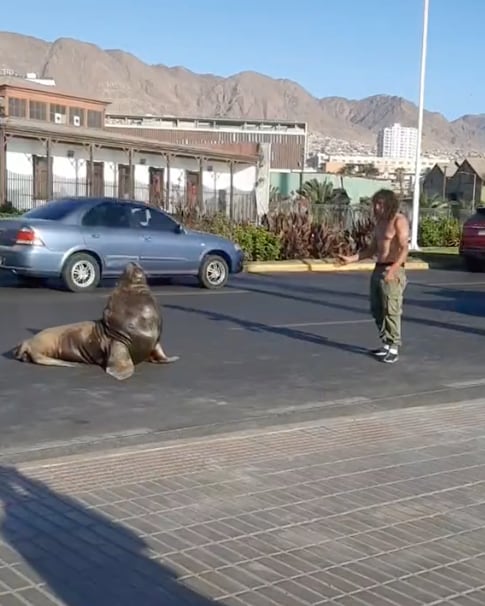 Hombre que guía a lobos marinos
