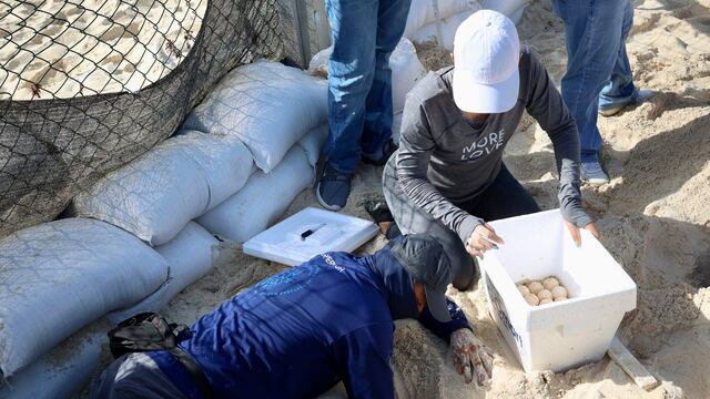 Quintana Roo resguarda nidos de tortuga por llegada de Beryl
