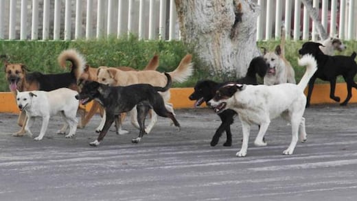 Los derechos de los perros