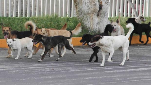 Los derechos de los perros