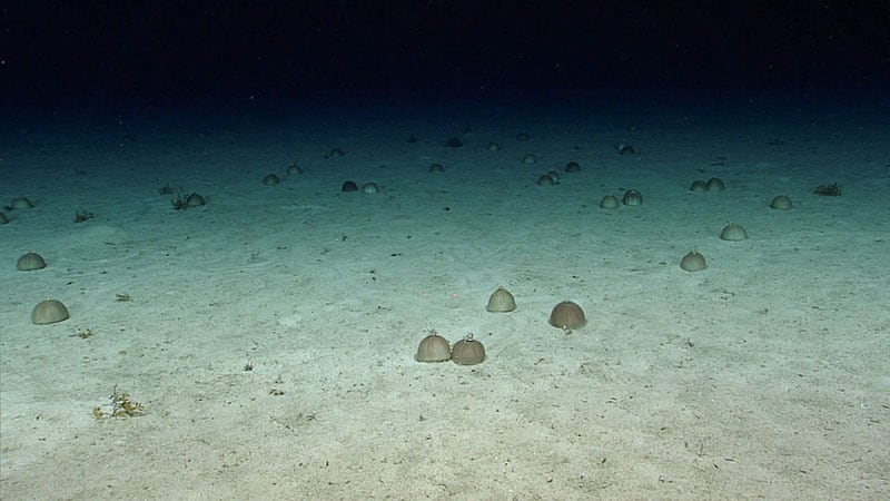Erizos de mar encontrado en el mar Caribe