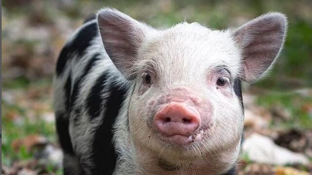 Roma, la cerdita adoptada