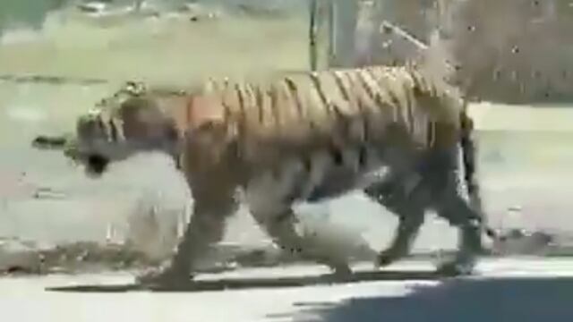 Tigre paseando en Jalisco