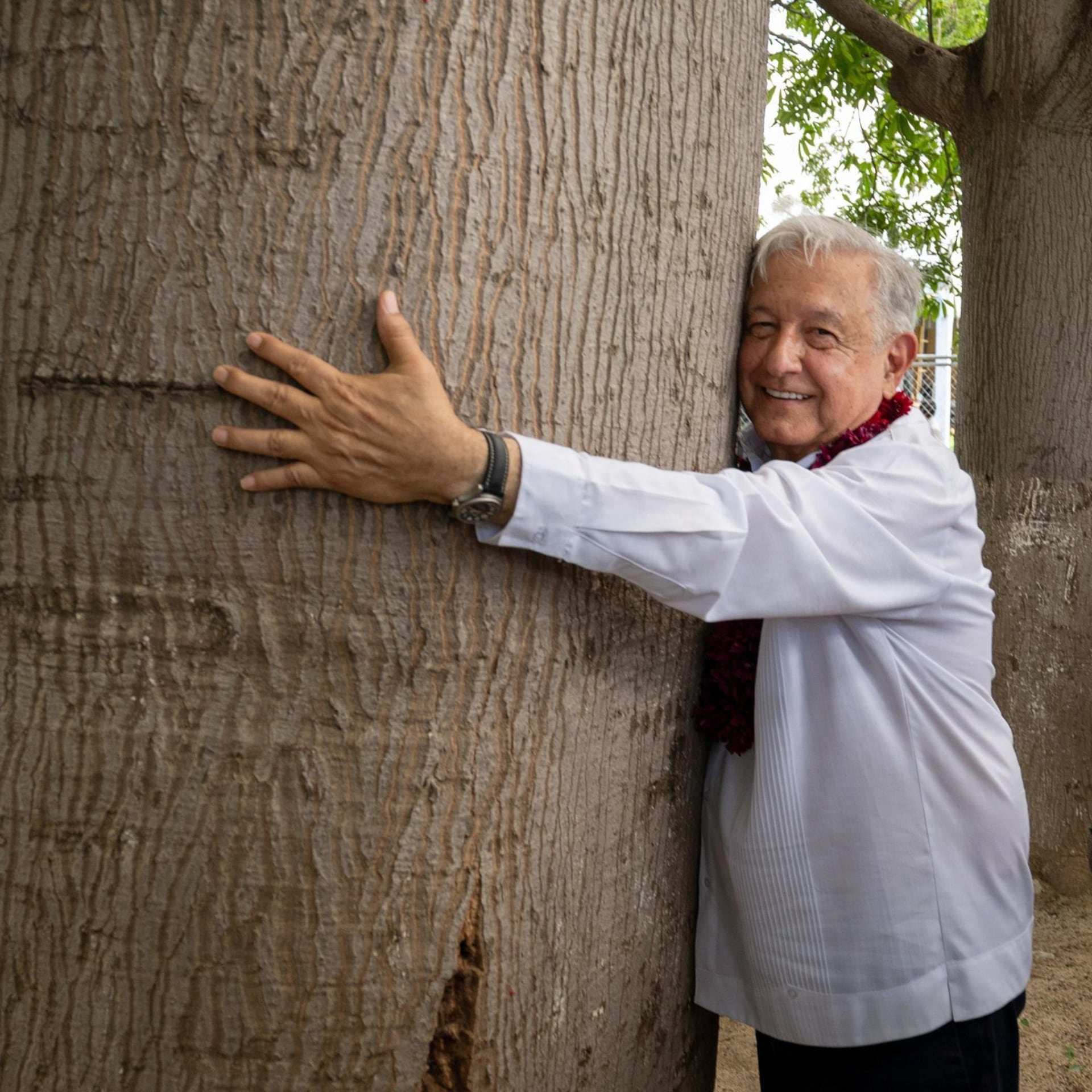 Alegoría de la palma y la higuera