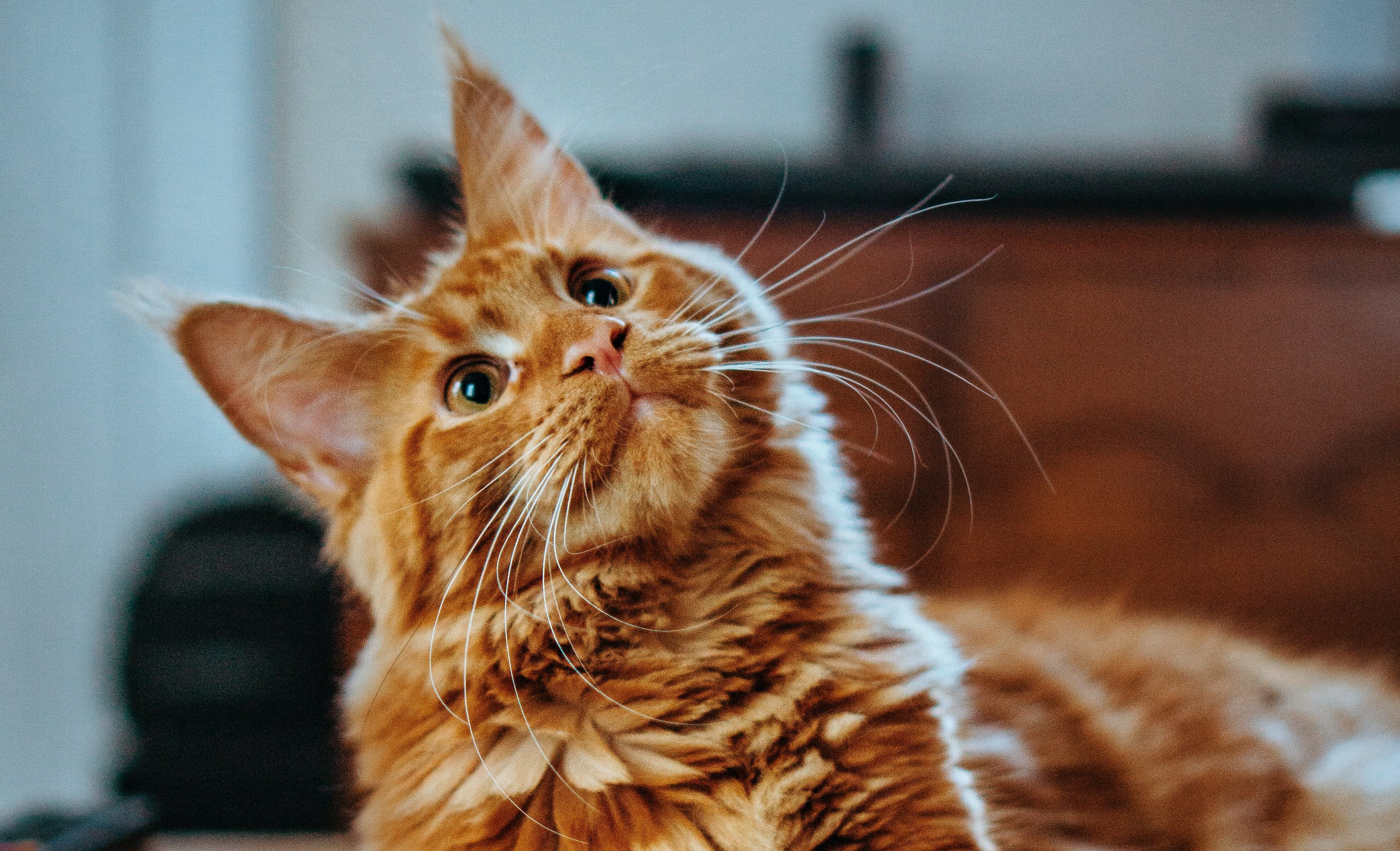 Gatos
