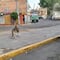 ¿Ya atraparon al lobo que se escapó del Zoológico de Aragón? Esto hizo la policía CDMX