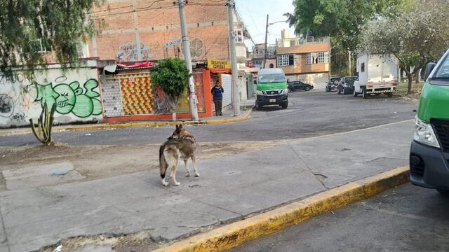 ¿Ya atraparon al lobo que se escapó del Zoológico de Aragón? Esto hizo la policía CDMX