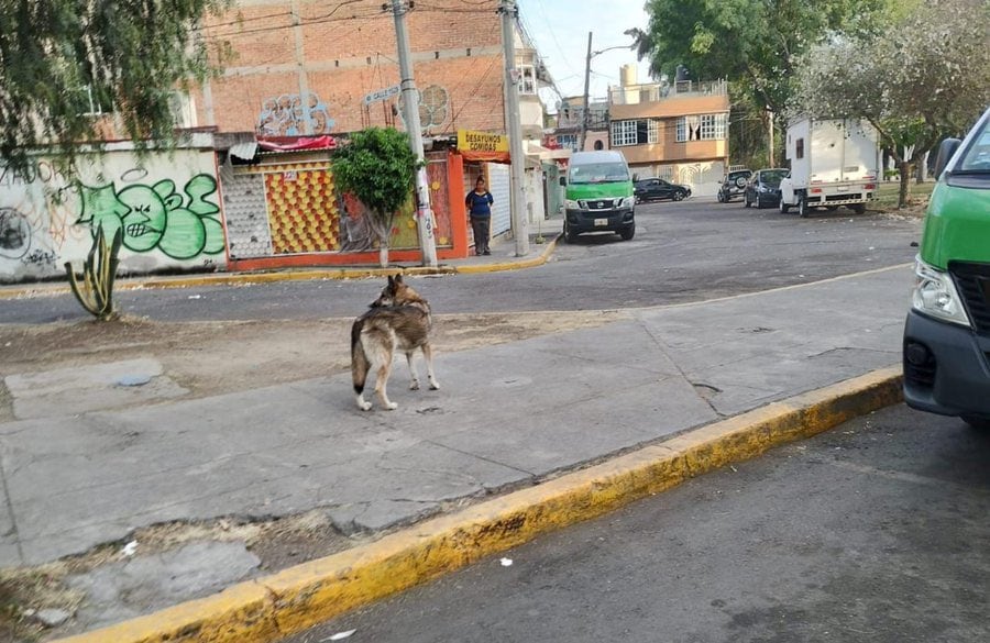 ¿Ya atraparon al lobo que se escapó del Zoológico de Aragón? Esto hizo la policía CDMX