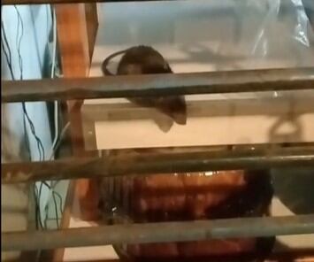 Internautas se indignan por la rata en Pastelería La Miniatura.