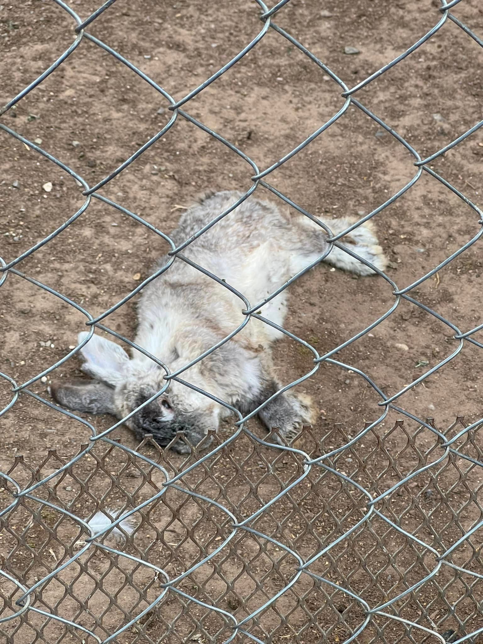 Animales en pésimas condiciones en Parque Central