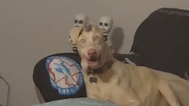 Perro demonio
