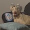 ¿Perro o demonio? TikTok está aterrorizado por cómo luce este lomito que sonríe (VIDEO)