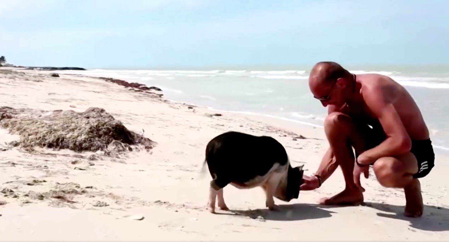 Pig Beach
