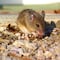 ¿Qué es el Hantavirus y cuál es su relación con las ratas?