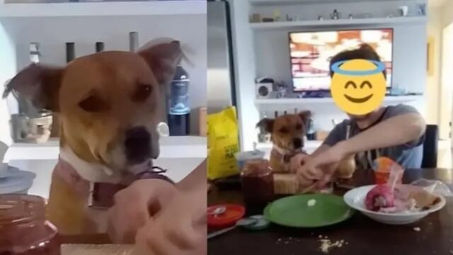 Perrito se escapa de casa para ir a desayunar con la vecina