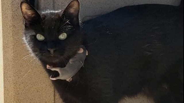 Gata adopta a zarigüeya bebé