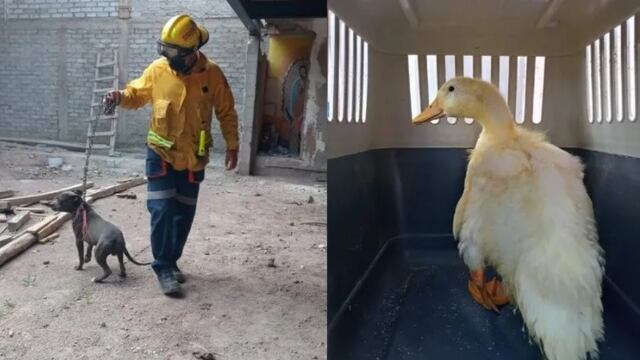 Pato rescatado en Guanajuato