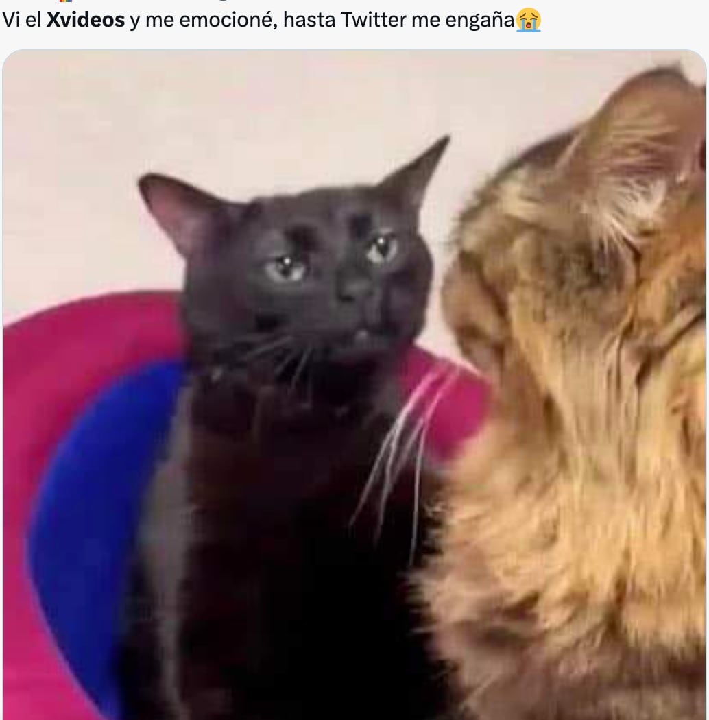 Memes aseguran que el cambio de nombre de Twitter a X solo beneficia a Xvideos