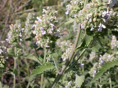 Hierba gatera