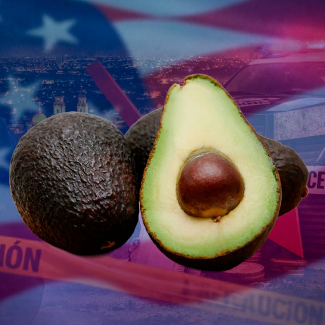 El aguacate está perdiendo terreno Estados Unidos ante la inseguridad, asegura experto