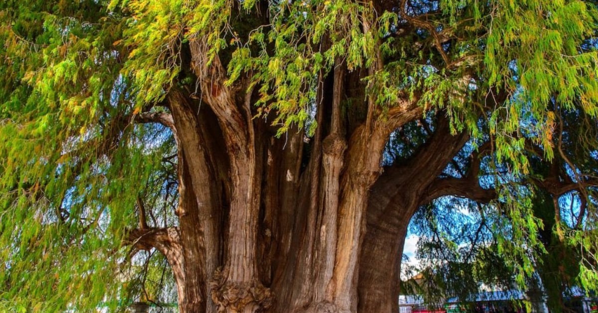 ¿Por qué el Ahuehuete es llamado el “árbol nacional”?