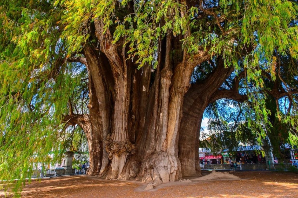Árbol del Tule, Oaxaca