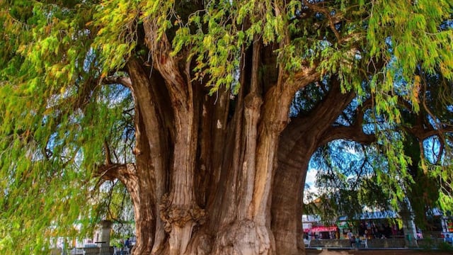 Árbol del Tule, Oaxaca