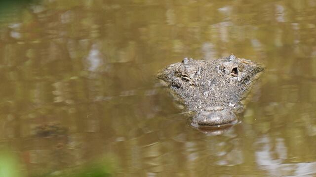 ¿Hay demasiados cocodrilos en Tamaulipas?