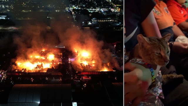 Rescatan gatito en incendio de Central de Abastos