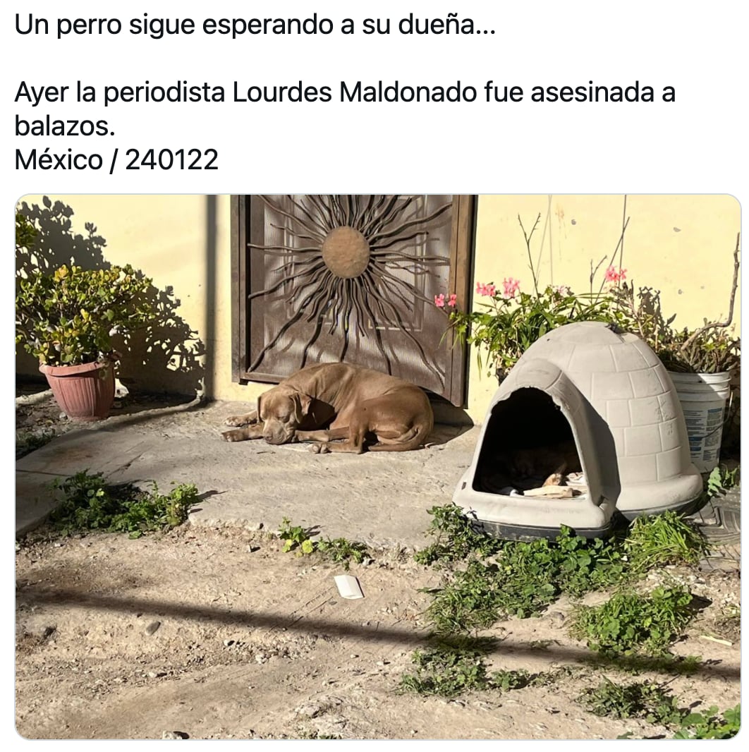 'Chato', perrito de Lourdes Maldonado
