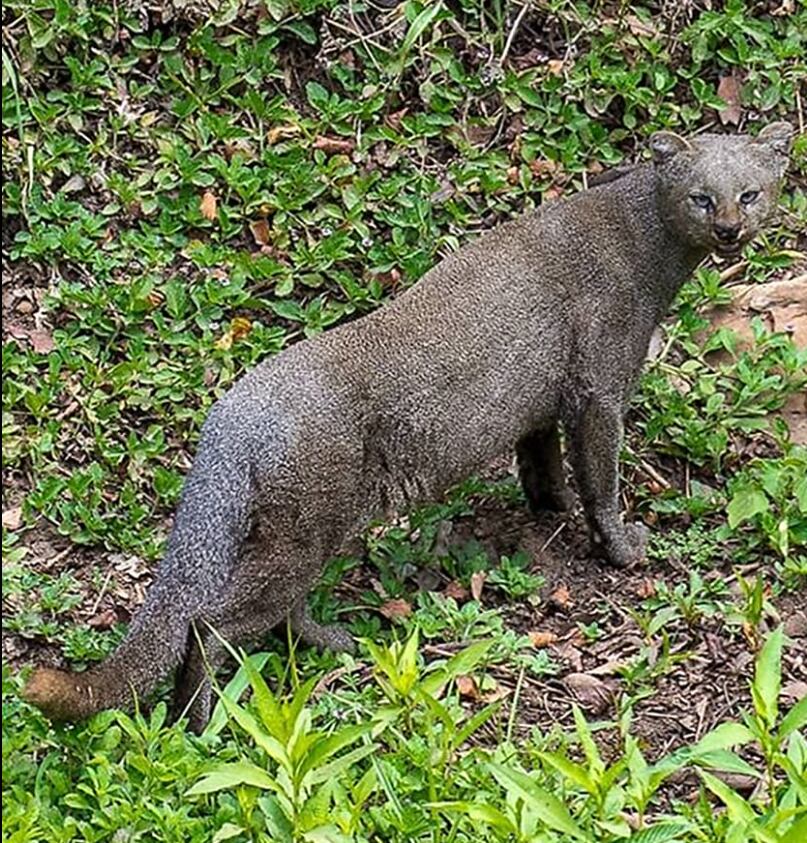 Jaguarundi captado en Mérida