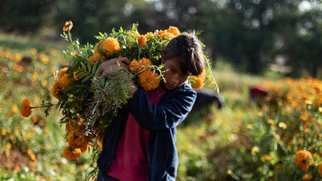 Corte cempasúchil para el Día de muertos