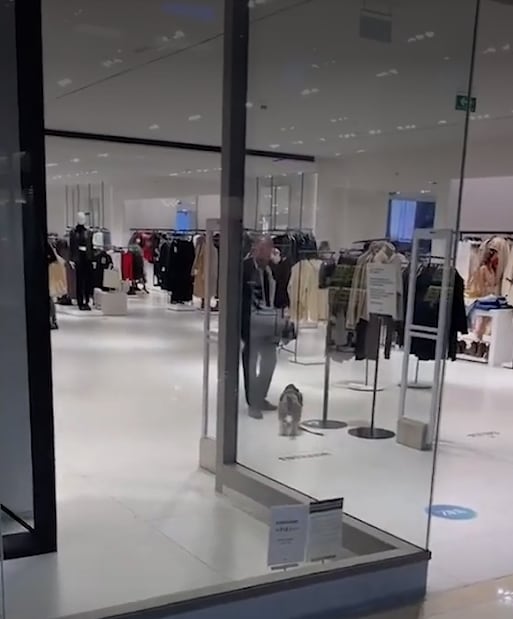Perrito intenta entrar a Zara