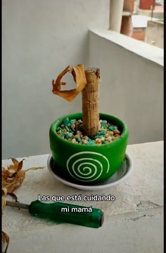 Encarga sus plantas y las terminan matando