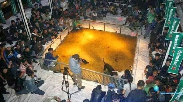 Heineken se deslinda sobre el polémico patrocinio en peleas de perros