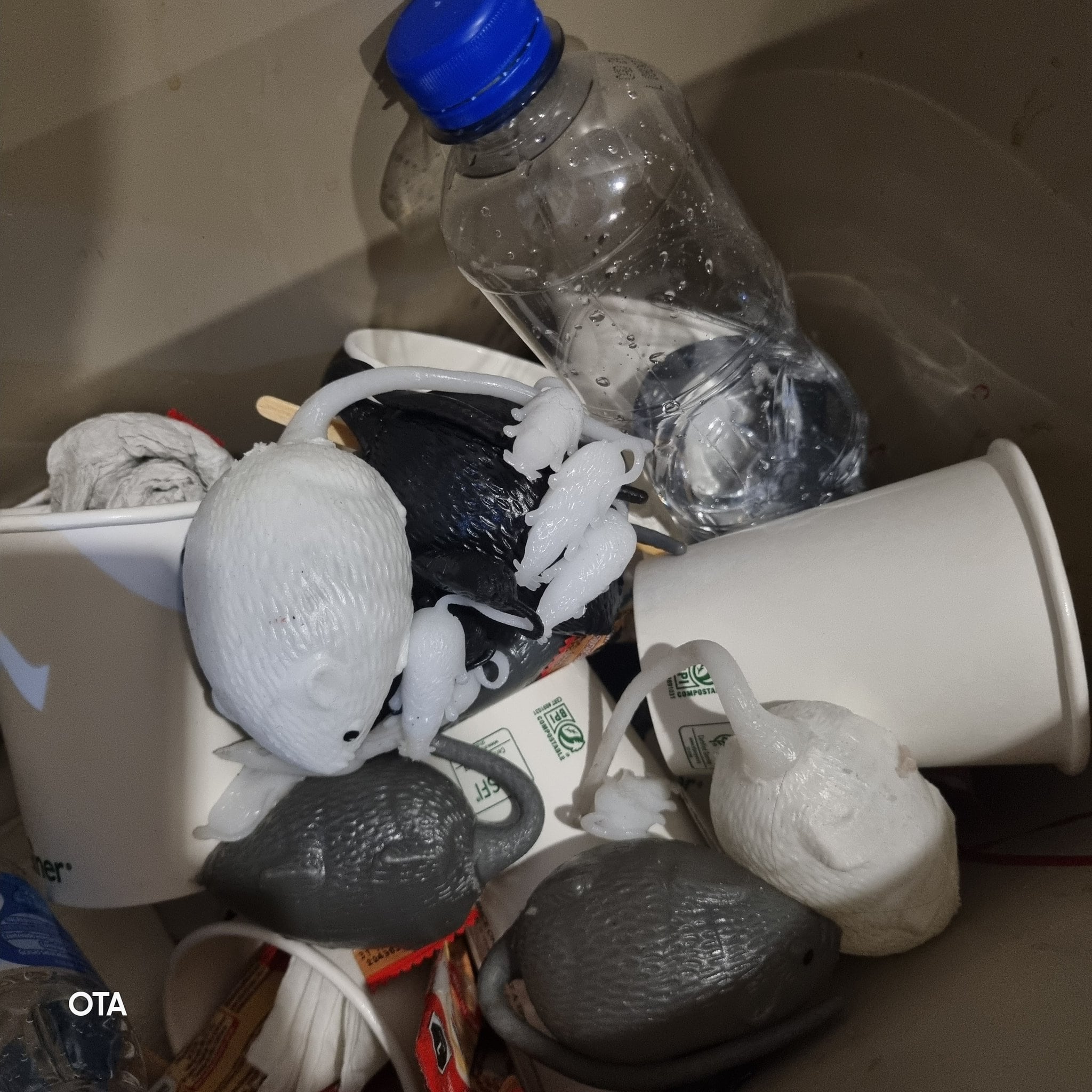 Ratones para David Colmenares