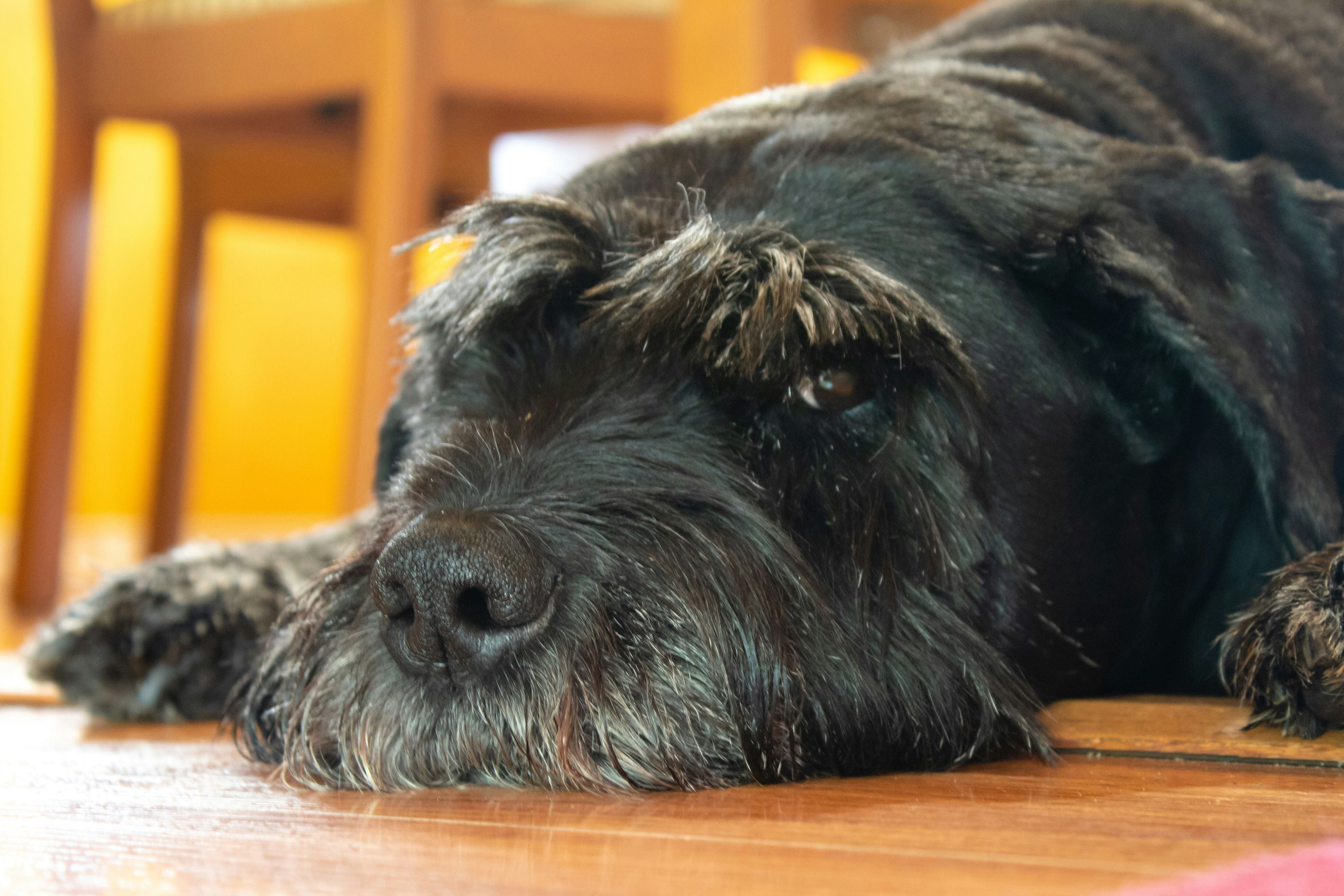 Schnauzer gigante
