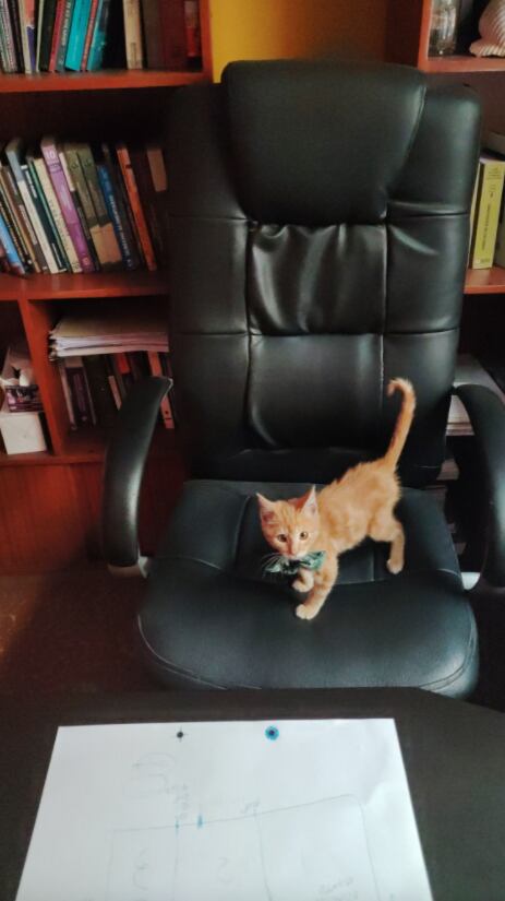 Simba, el gatito rescatado que es "abogado"