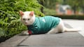 Coco, el gato de Palacio Nacional, alienta a la Selección Mexicana usando la “verde”