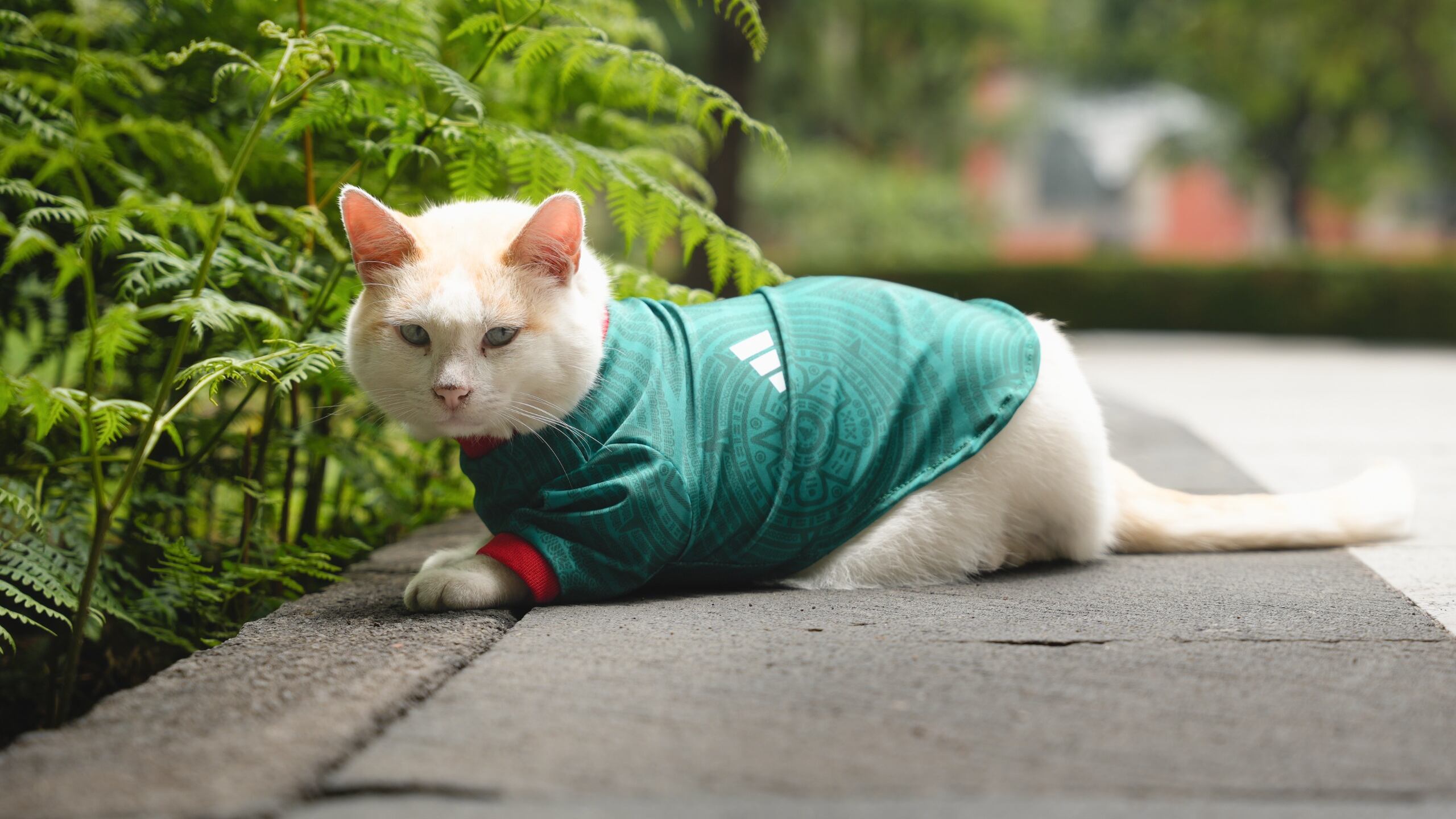 Coco, el gato de Palacio Nacional, alienta a la Selección Mexicana usando la “verde”
