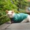 Coco, el gato de Palacio Nacional, alienta a la Selección Mexicana usando la “verde”