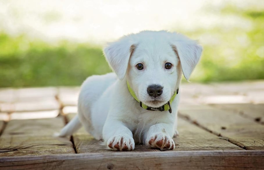 Perro