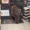 Oso se hace viral en TikTok por robar comida; sale por la puerta grande de la tiendita