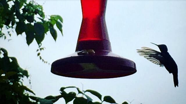 Colibríes/Foto: Plácido Garza