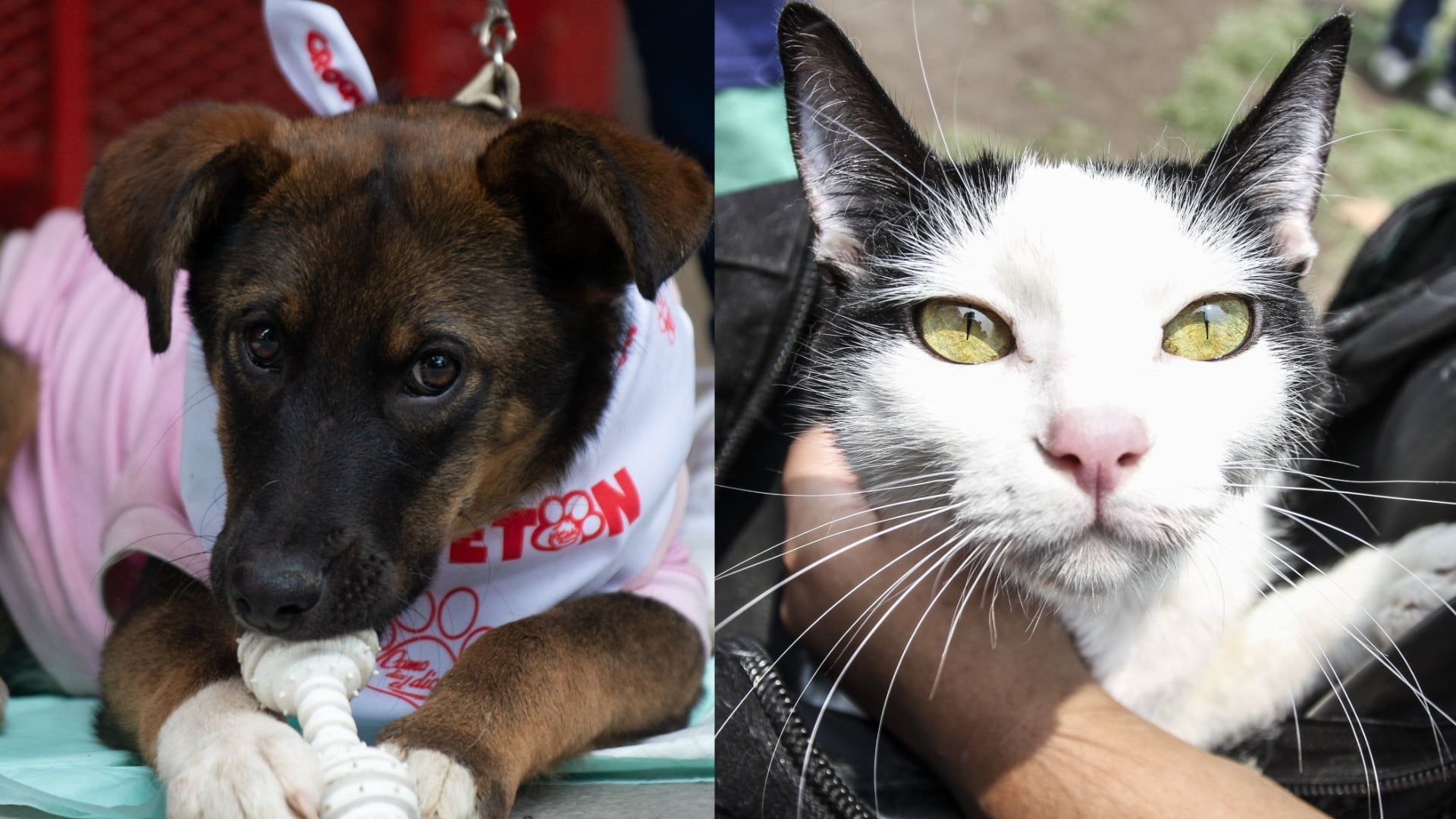 Perro y gato.
